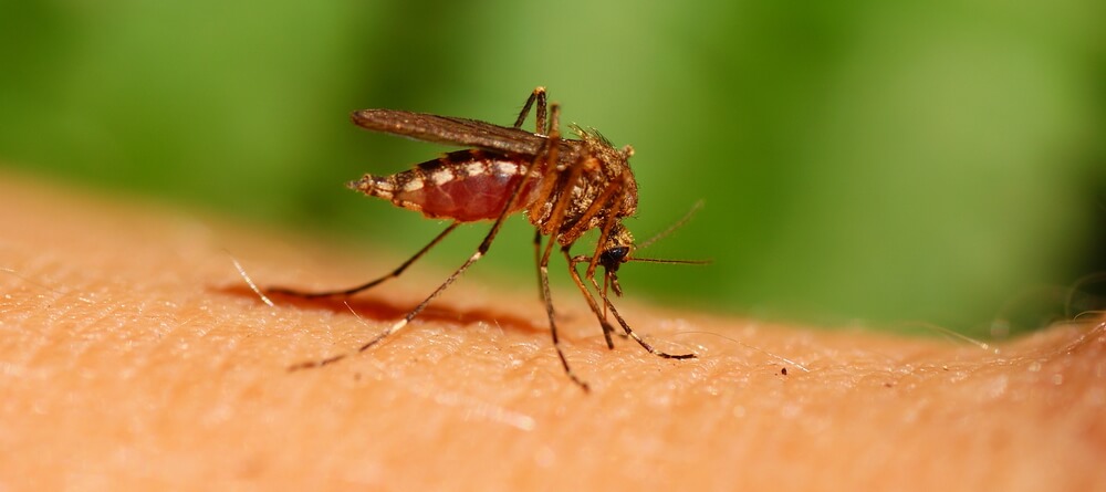 Сколько крови выпивает комар?